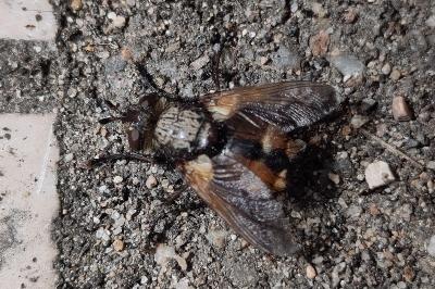 <i>Tachina fera/magnicornis</i>