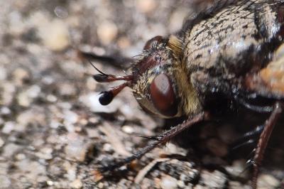 <i>Tachina fera/magnicornis</i>