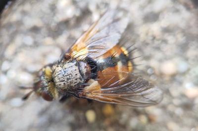 <i>Tachina fera/magnicornis</i>