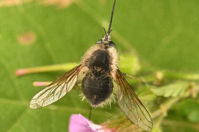 <i>Bombylius cinerascens</i>