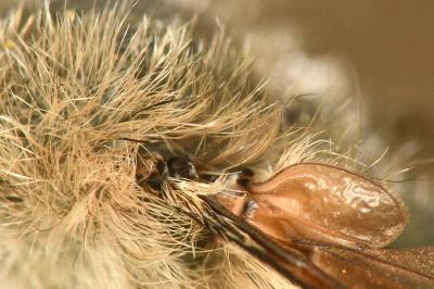 <i>Bombylius cinerascens</i>