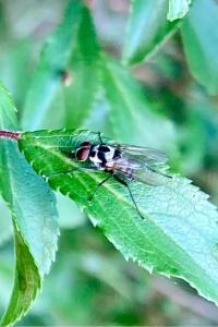 <i>Anthomyia</i>