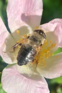 <i>Eristalis tenax</i>
