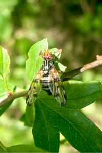 <i>Otites porcus</i>