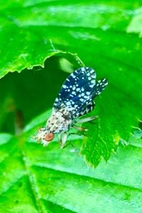 <i>Trypetoptera punctulata</i>