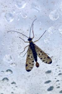 <i>Panorpa germanica</i>