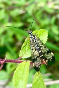 <i>Panorpa communis</i>