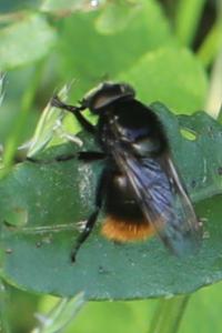 <i>Volucella bombylans</i>