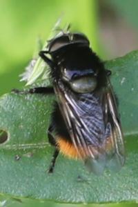 <i>Volucella bombylans</i>