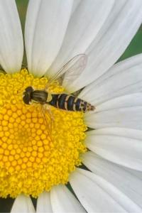<i>Sphaerophoria</i>