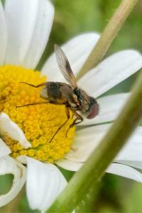 <i>Ectophasia</i>