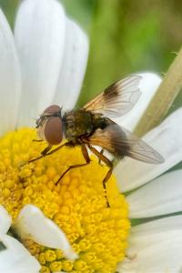 <i>Ectophasia</i>