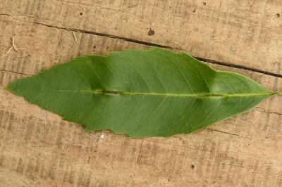 <i>Dasineura fraxini</i>