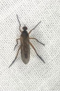 <i>Empis</i>