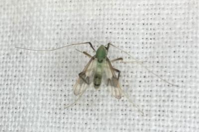 <i>Stenochironomus</i>