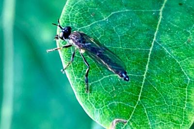 <i>Dioctria hyalipennis</i>