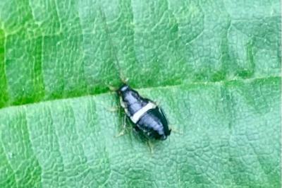 <i>Planuncus vinzi</i>