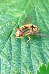<i>Parhelophilus</i>
