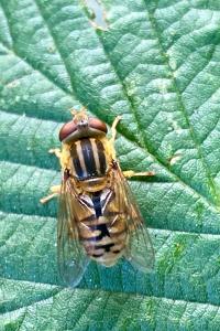 <i>Parhelophilus</i>