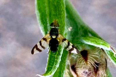 <i>Urophora jaceana</i>