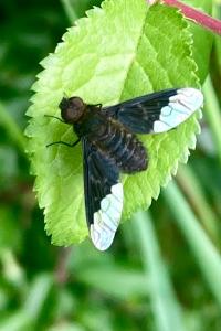 <i>Hemipenthes morio</i>