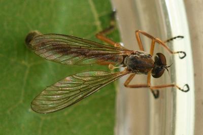 <i>Leptogaster cylindrica</i>