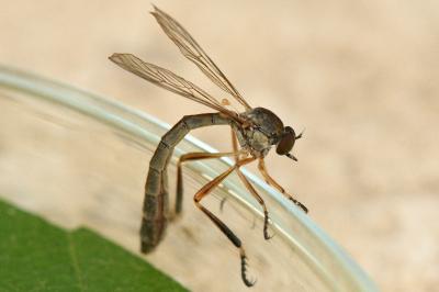 <i>Leptogaster cylindrica</i>