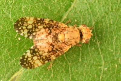 <i>Oxyna flavipennis</i>