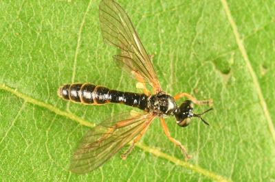 <i>Dioctria</i>