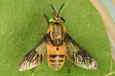 <i>Chrysops viduatus</i>