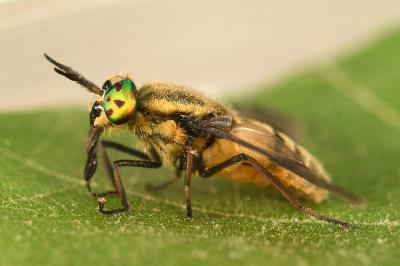 <i>Chrysops viduatus</i>