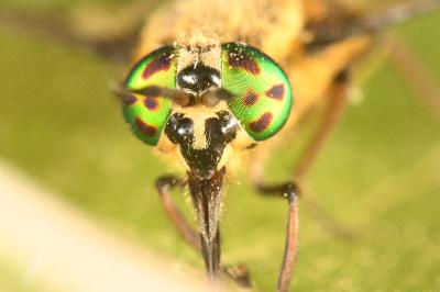 <i>Chrysops viduatus</i>