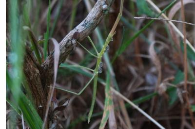 <i>Clonopsis gallica</i>