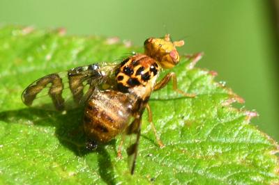 <i>Goniglossum wiedemanni</i>