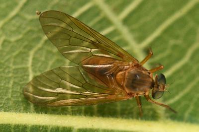 <i>Rhagio tringarius</i>