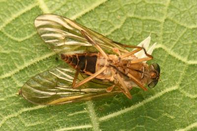 <i>Rhagio tringarius</i>