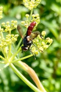 <i>Cylindromyia bicolor</i>