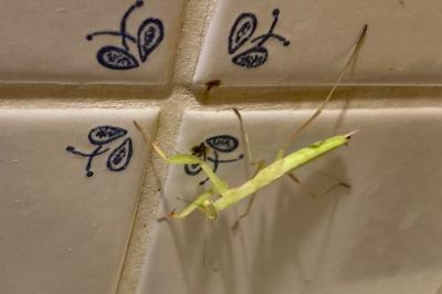 <i>Mantis religiosa</i>
