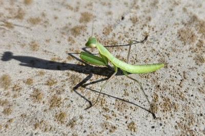 <i>Mantis religiosa</i>