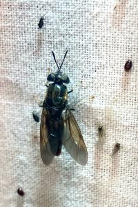 <i>Hermetia illucens</i>