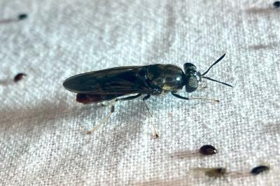 <i>Hermetia illucens</i>