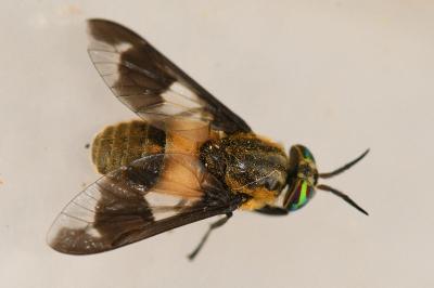 <i>Chrysops caecutiens</i>