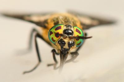 <i>Chrysops caecutiens</i>