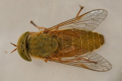 <i>Atylotus loewianus</i>