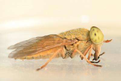<i>Atylotus loewianus</i>
