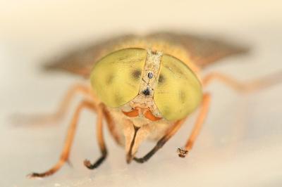 <i>Atylotus loewianus</i>