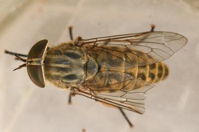 <i>Tabanus bromius</i>