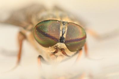 <i>Tabanus bromius</i>