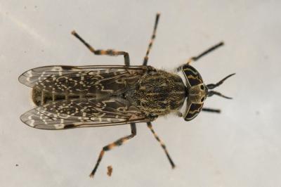 <i>Haematopota pluvialis</i>