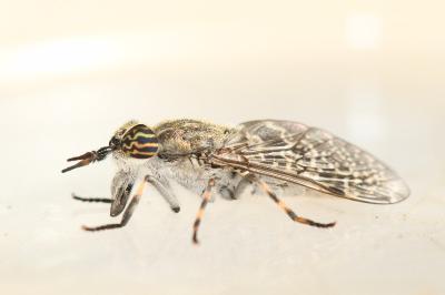 <i>Haematopota pluvialis</i>